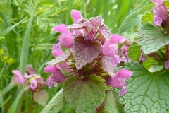 Lamium purpureum