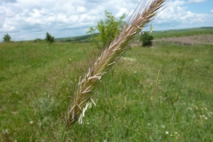 Hordeum bulbosum