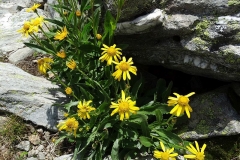 Senecio glaberrimus