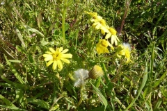 Senecio vernalis