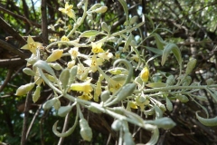 Elaeagnus angustifolia