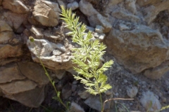 Koeleria pyramidata