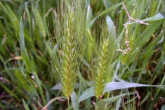 Hordeum murinum