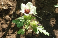 Hibiscus trionum