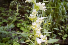 Digitalis viridiflora