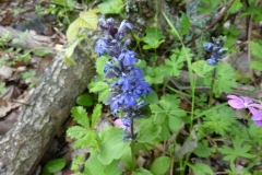 Ajuga reptans