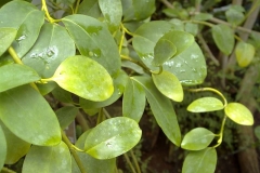 Griselinia littoralis