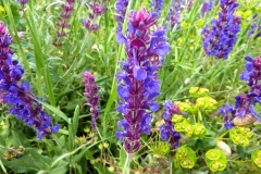 Salvia amplexicaulis