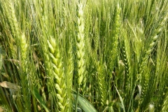 Triticum durum