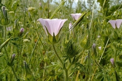 Althaea hirsuta