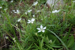 Caryophyllaceae, Moehringia