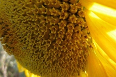 Helianthus annuus