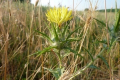 Carthamus lanatus