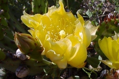 Opuntia humifusa