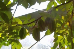 Averrhoa carambola