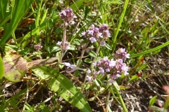 Thymus stojanovii