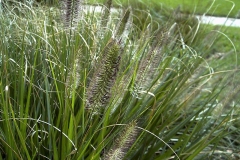 Pennisetum alopecuroides