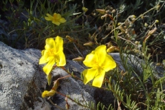 Fumana procumbens