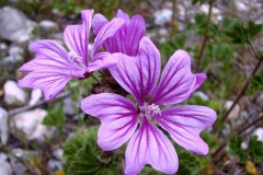 Malva sylvestris