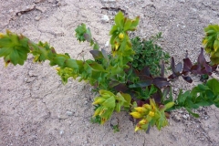 Cerinthe minor