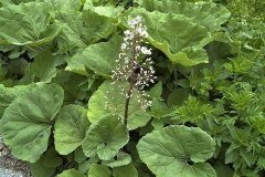 Petasites albus