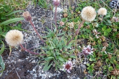 Erigeron alpinus