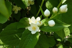 Philadelphus coronarius