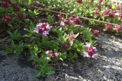 Thymus perinicus