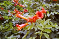 Campsis radicans