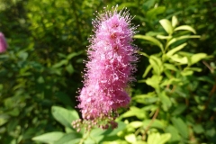 Spiraea salicifolia