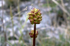 Sanguisorba minor