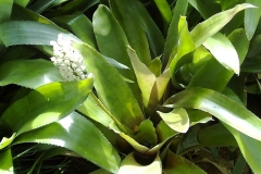 Aechmea recurvata