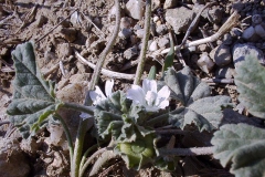 Malva neglecta