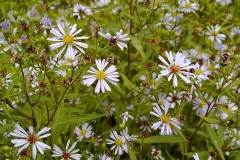 Aster ageratioides