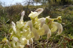 Salvia argentea