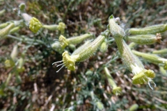 Silene thymifolia