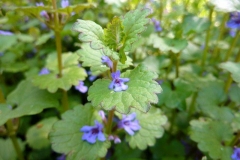 Glechoma hederacea