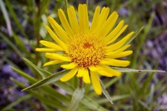 Inula ensifolia