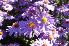 Aster novi-belgii