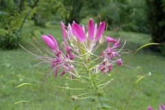 Cleome spinosa