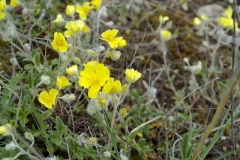 Helianthemum salicifolium