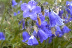 Campanula trojanensis