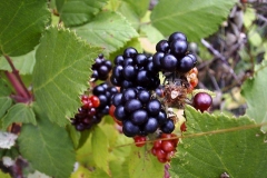 Rubus caesius