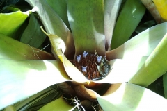 Neoregelia spectabilis