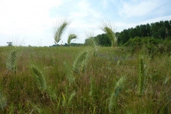 Agropyron cristatum