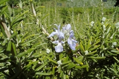 Rosmarinus officinalis