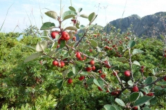 Cotoneaster nebrodensis