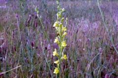 Linaria simplex