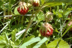 Fragaria moschata