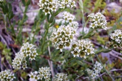 Comandra umbellata